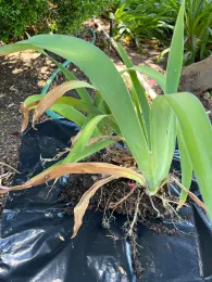 Iris plant pulled out of ground intact siting on a black plastic garbage bag