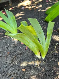 Rhizomes planted in ground
