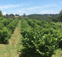 view of an orchard from just above the treetops