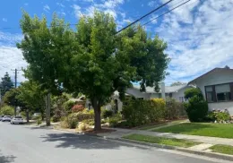 The image shows a vibrant Amber Tree with lush green foliage, standing on a residential street. The tree is tall and full, providing shade to the sidewalk and nearby houses. The surrounding area features well-maintained lawns, colorful shrubs, and a clear blue sky with scattered clouds, creating a peaceful neighborhood scene.