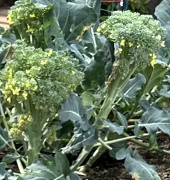Broccoli bolting, Barbara Kissinger Santos