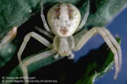 Adult flower spider