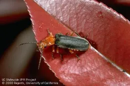Adult soldier beetle