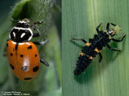 adult convergent lady beetle (left) and larvae (right)