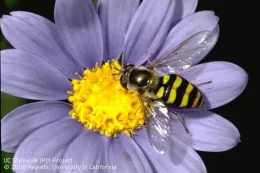 Adult syrphid fly