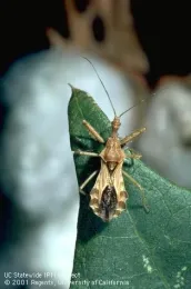 Adult spined assassin bug