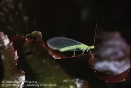 green lacewing adult