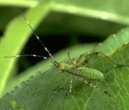 green insect on a green leaf