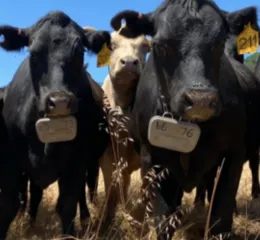 close up of cattle wearing virtual fencing collars
