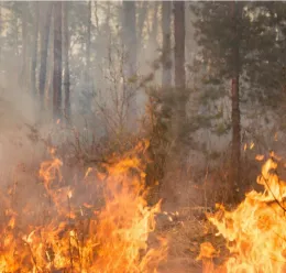 flames on a forest floor lap at the trunks of small conifers producing smoke