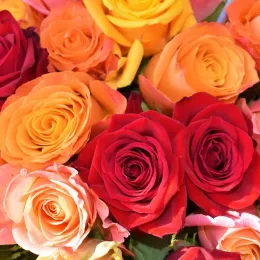 Colorful roses