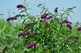 A butterfly bush with clusters of bright purple flowers and green leaves, set against a natural outdoor background.