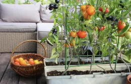 Orange, red, and purple tomatoes grow on a green wire frame set in a rectangular container, on a patio with a light grey outdoor sofa in the background.
