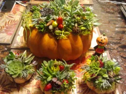 pumpkin with succulents on top