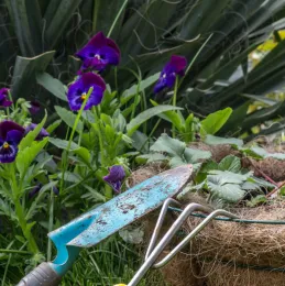 a trowel and hand tool on the ground in front of a flowering plant