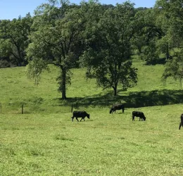a green meadow dotted with oak trees and black cattle