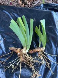 Healthy rhizomes displayed on a black plastic garbage bag