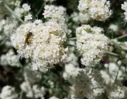 A close-up of California buckwheat showing clusters of small white flowers with a bee collecting nectar.