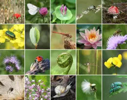 This picture shows biodiversity in nature, featuring many different plants, insects, and other organisms. It highlights the variety of living things and how they coexist in different habitats.