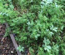 garden bed planted with assorted cover crops