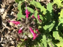 The image shows a cluster of hummingbird sage (Salvia spathacea) with vibrant, tubular pink flowers emerging from fuzzy, green stems. The leaves are broad, textured, and a rich green, contrasting with the dry, brown ground beneath. The bright blossoms are arranged in whorls.