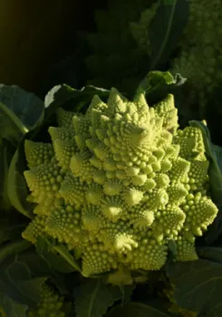 cauliflower