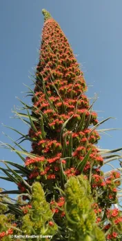 Tower of jewels. (Copyrighted photo by Kathy Keatley Garvey)