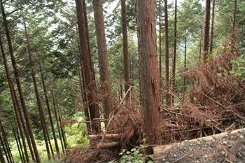 Woody debris from forest thinning.