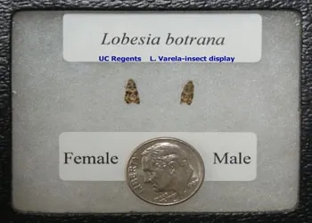 Male and female L.botrana