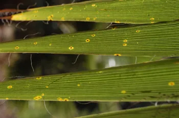 Figure 1 Early infection