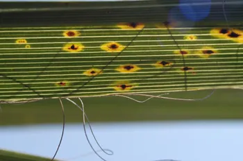 Figure 2 Ascostroma forming