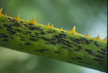 Figure 3 Mature asscostroma on rhacis