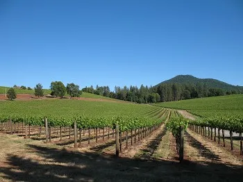 Lake County Vineyard