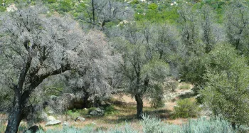 Dead oak trees damaged by GSOB exposure