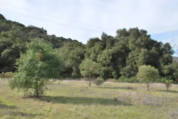 Oak Woodland Saplings