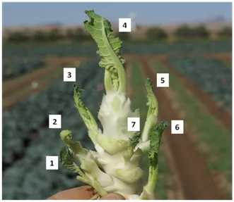 Bagrada bug damage on broccoli-Eric Natwick
