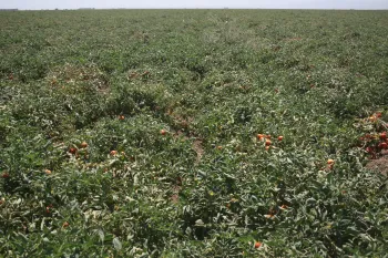 tomatofield_21759[1]