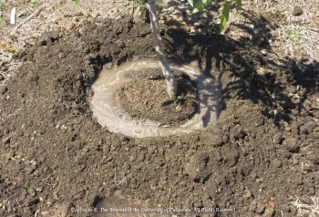 Proper new tree berm construction