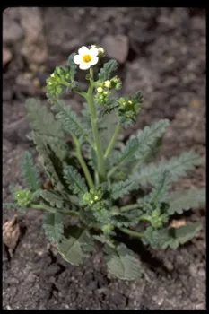 Phacelia brachyloba from Los Padres Natl. Forest, by Gerald and Buff Corsi, California Academy of Sciences