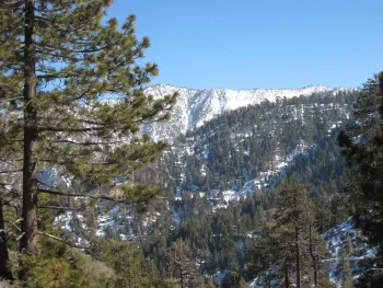 Mt Williamson, montane