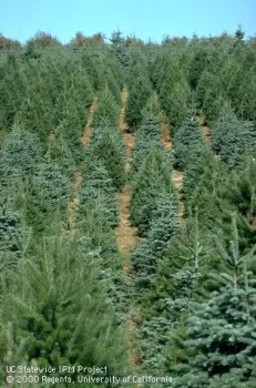 christmas tree farm uc