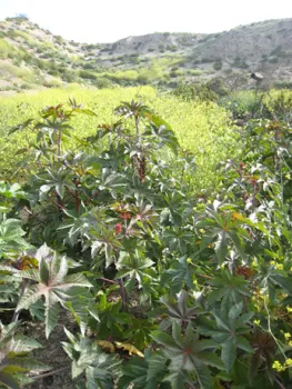 Invasive castor bean and mustard growing in Griffith Park after a fire.
