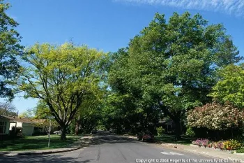 Tree Lined Street