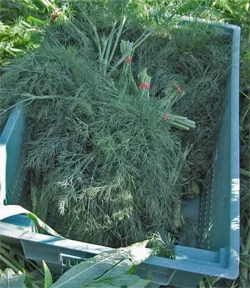 Tips on harvesting dill