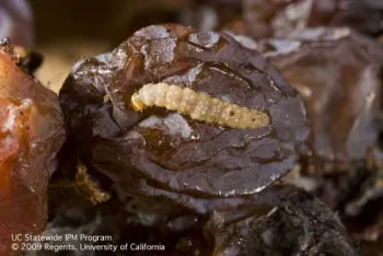 Larvae of the European Grapevine Moth feed on grape berries, making them susceptible to secondary infections.
