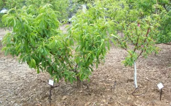 These trees were removed in 2024