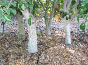 These trees removed in 2013