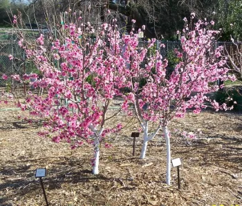 These trees were removed in 2024
