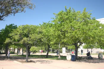 Evergreen pear-Pyrus kawakamii tree planting in the lawn vs. in the plaza - note the size differences.