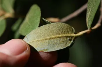 Quercus chrysolepis: Canyon Live Oak